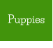 Puppies